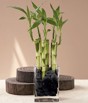 7 Stalks Of Lucky Bamboo
