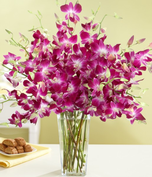 Purple Dendrobium Orchids