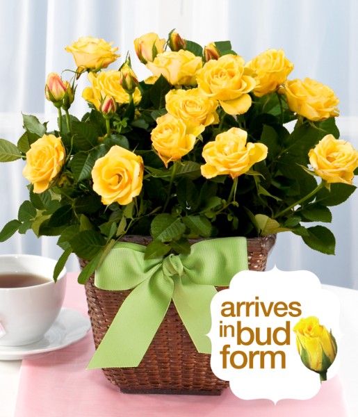 Potted Yellow Rose