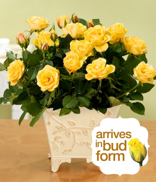 Potted Yellow Rose