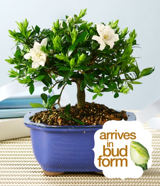 Gardenia Bonsai