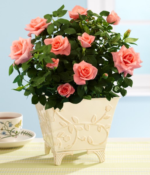 Potted Party In Pink