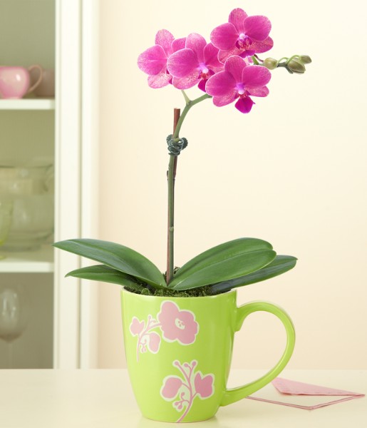 Baby Orchid With Ceramic Mug