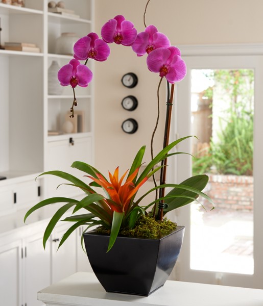 Exotic Orchid Garden