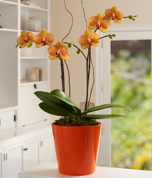 Potted Double Stem Kaleidoscope Orchid