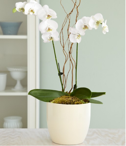Potted Double Stem White Orchid